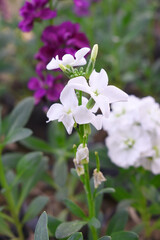 White Hoary Stock, White Hoary Stock or Matthiola Incana is a member of the Brassicaceae family of flowering plants. It's also commonly known as Brompton Stock, Common Stock, White flower in garden