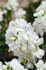 White Hoary Stock, White Hoary Stock or Matthiola Incana is a member of the Brassicaceae family of flowering plants. It's also commonly known as Brompton Stock, Common Stock, White flower in garden