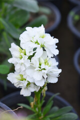 White Hoary Stock, White Hoary Stock or Matthiola Incana is a member of the Brassicaceae family of flowering plants. It's also commonly known as Brompton Stock, Common Stock, White flower in garden