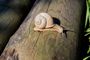 A live snail in a shell crawls along a wooden trunk in the forest