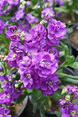 Purple Hoary Stock, Purple Hoary Stock or Matthiola Incana is a member of the Brassicaceae family of flowering plants. It's also commonly known as Brompton Stock, Common Stock, Purple flower in garden