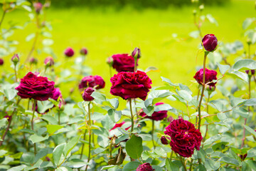 Beautiful roses in full bloom at the Japan Rose Garden.
