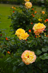 Beautiful roses in full bloom at the Japan Rose Garden.