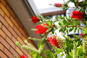 Red flower of bottle brush tree