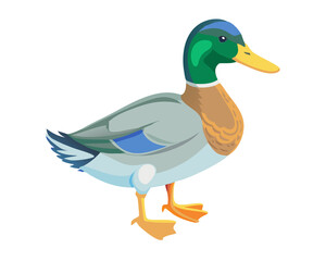 Fototapeta premium duck isolated on white