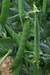 Green peas grow in the garden Beautiful close up of green fresh peas and pea pods. Healthy food,...