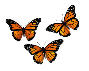 Fototapeta premium butterfly isolated on white