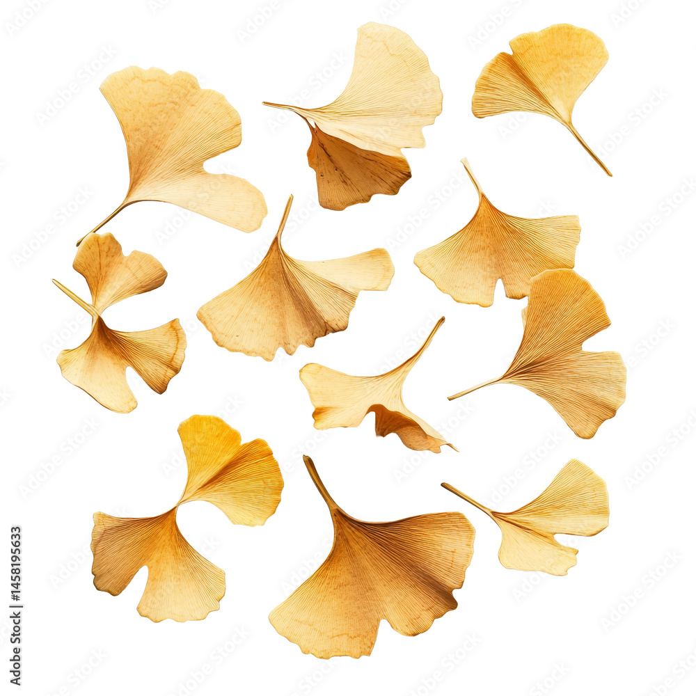 Aufkleber ginkgo seeds scattered on a transparent background highlighting their unique shape and texture in na