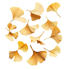 Naklejka premium Ginkgo seeds scattered on a transparent background highlighting their unique shape and texture in natural detail, Ginkgo seeds on transparent background
