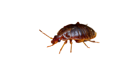 Reddish-Brown Insect on Black Background