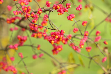 European spindle (Euonymus europaeus). Branch with capsular fruits.