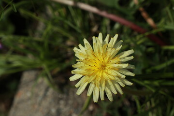 흰민들레 매크로
