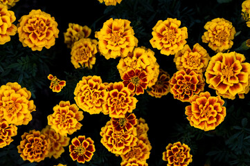 Top view of vibrant yellow and orange marigold flowers in full bloom on a dark background.