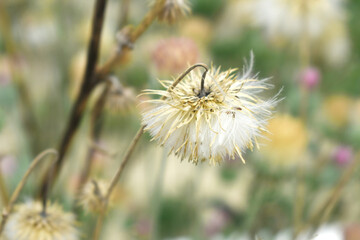 A blooming Creeping Thistle plant, Creeping thistles flower at the meadow. wild flower bloom, thistle in seed, natural flower, creeping thistle flower closeup, Closeup of fluffy creeping thistles seed