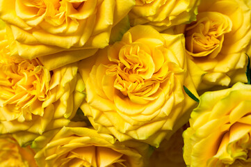 Close up of multiple yellow roses in full bloom with detailed petals.
