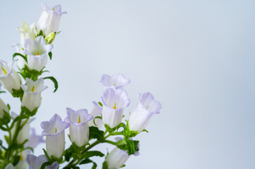 Bellflowers (campanula) with pale purple petals blooming on a light pastel background.