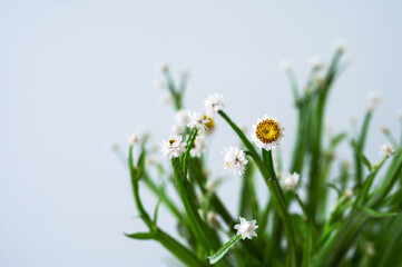 Close up of white strawflowers (Helichrysum) with yellow centers and green stems on a light background.