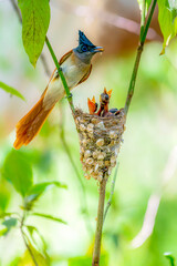 The Indian paradise flycatcher is a medium-sized passerine bird native to Asia, where it is widely...