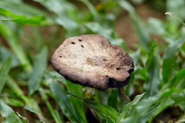 Poisonous Mushroom  in the grass