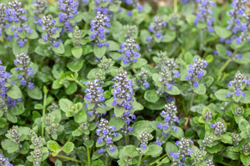 Sprawling carpet of wild growing buggleweed (Ajuga reptans).