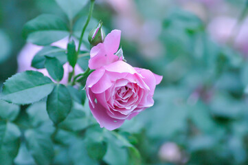 pink rose or Garden roses , zaide rose or William Christie Rose or Mary Rose or Rosa damascena  Mill or  Rose or Damask rose or Rosaceae or violet flower or purple flower