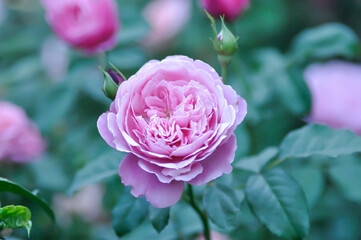 Obraz premium pink rose or Garden roses , zaide rose or William Christie Rose or Mary Rose or Rosa damascena Mill or Rose or Damask rose or Rosaceae or violet flower or purple flower
