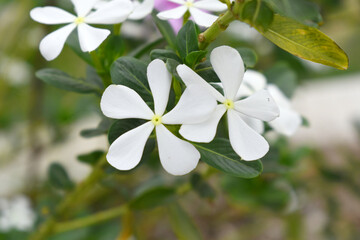 Close-up view of White madagascar periwinkle, The scientific name is Catharanthus roseus, White periwinkle flower closeup, Cape Periwinkle, Graveyard plant, Madagascar Periwinkle, Old Maid, closeup
