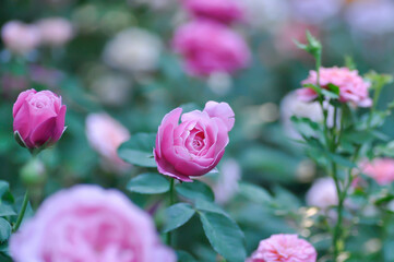 pink rose or Garden roses , zaide rose or William Christie Rose or Mary Rose or Rosa damascena ...