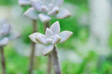 Kalanchoe, Kalanchoideae or Crassulaceae or K blossfeldiana or Magnoliophyta or succulent