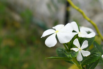 Close-up view of White madagascar periwinkle, The scientific name is Catharanthus roseus, White...