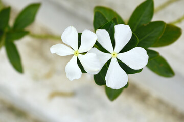 Close-up view of White madagascar periwinkle, The scientific name is Catharanthus roseus, White...