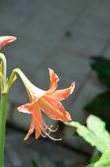 Hippeastrum puniceum , Barbados lily or AMARYLLIDACEAE