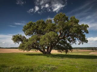 tree in the field