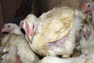 Layer farm, Group of healthy white chicken in poultry farm closeup, poultry, layer hens for eggs, poultry and livestock Chicken, Poultry farm with chicken, White chicken Farming feed in indoor housing