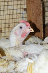 Layer farm, Group of healthy white chicken in poultry farm closeup, poultry, layer hens for eggs, poultry and livestock Chicken, Poultry farm with chicken, White chicken Farming feed in indoor housing