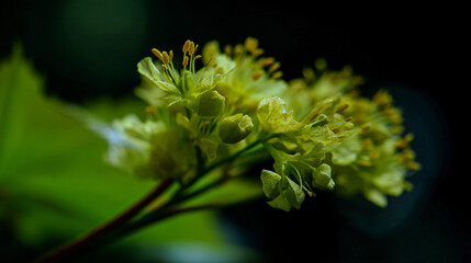 American maple (acer negundo) heyday springtime inflorescences flowering