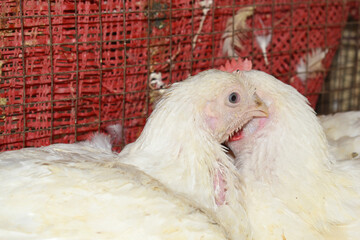 Layer farm, Group of healthy white chicken in poultry farm closeup, poultry, layer hens for eggs, poultry and livestock Chicken, Poultry farm with chicken, White chicken Farming feed in indoor housing