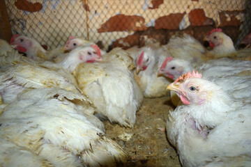 Layer farm, Group of healthy white chicken in poultry farm closeup, poultry, layer hens for eggs, poultry and livestock Chicken, Poultry farm with chicken, White chicken Farming feed in indoor housing