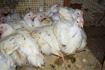 Layer farm, Group of healthy white chicken in poultry farm closeup, poultry, layer hens for eggs, poultry and livestock Chicken, Poultry farm with chicken, White chicken Farming feed in indoor housing