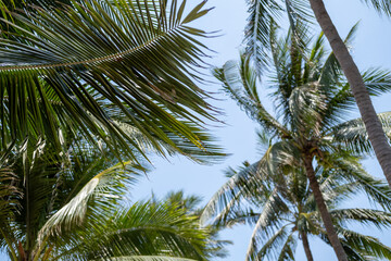 Fototapeta premium Palm trees low-angle 4k footage on a bright sunny day. Palm trees against the clear blue sky. Coconut trees swaying in the wind.