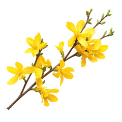 Obraz premium Delicate forsythia flowers in vibrant yellow showcasing springs beauty against a clean transparent background, forsythia flowers isolated on transparent background