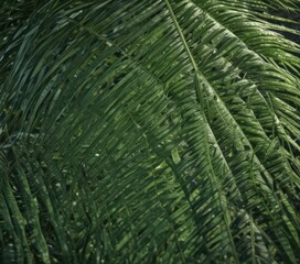 Fototapeta premium Deep emerald palm leaf, intricate venation, sunlight dappled , tropical, organic, pattern