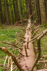 Particolari nel bosco in alta montagna in primavera