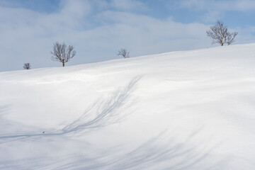 Snowy slope and fell birches on a ridge on a sunny late winter day. Utsjoki, Finland
