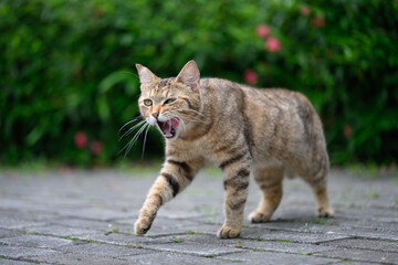 Cat walks in the park