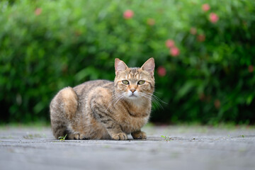 Outdoors, cat on the ground