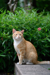 Cat sitting on the ground in the park