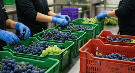Workers sorting freshly harvested red and green grapes into crates inside a grape processing facility