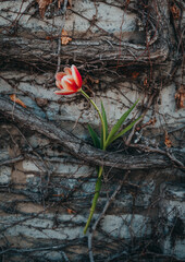 Single orange tulip placed between old vines on stone building.