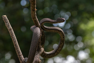 black viper coiled aroun a tree
